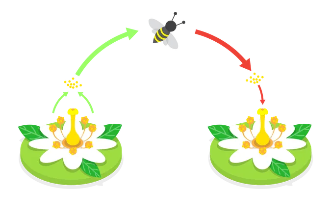 Diagrama del proceso de polinización  Ilustración