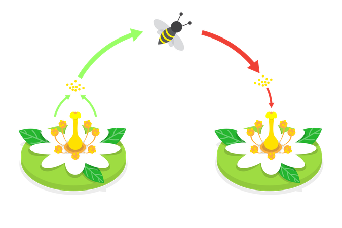Diagrama do processo de polinização  Ilustração