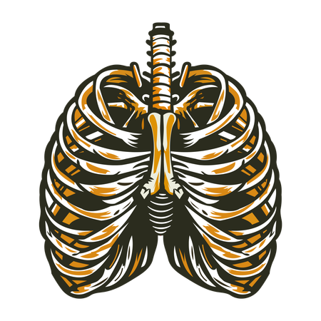 Diaphragm  Illustration