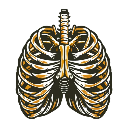 Diaphragm  Illustration