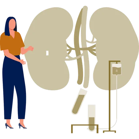 Die Frau erklärt die Behandlung menschlicher Nieren  Illustration