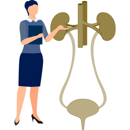 Die Krankenschwester mit Holding Bericht präsentiert Harnsystem  Illustration