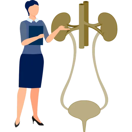 Die Krankenschwester mit Holding Bericht präsentiert Harnsystem  Illustration