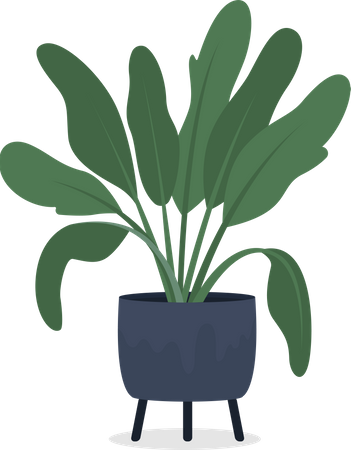 Dieffenbachia houseplant in pot Illustration