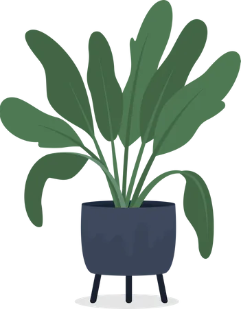 Dieffenbachia houseplant in pot  Illustration
