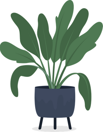 Dieffenbachia Zimmerpflanze im Topf  Illustration