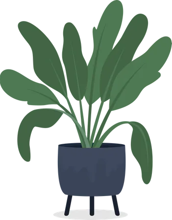 Dieffenbachia Zimmerpflanze im Topf  Illustration