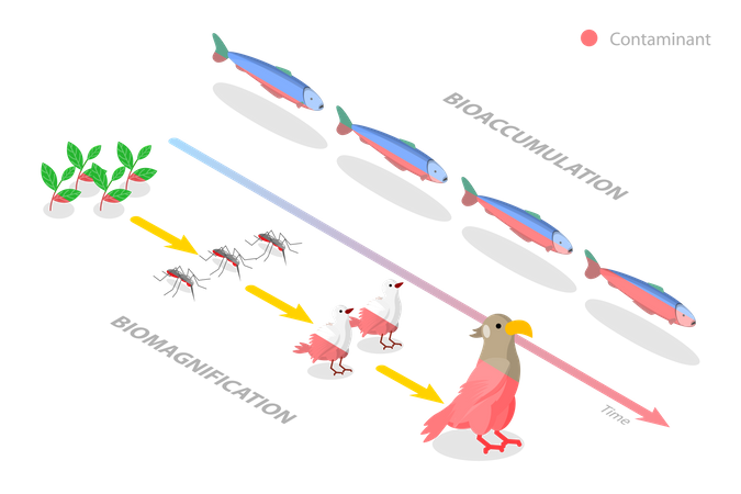 Difference between Bioaccumulation and Biomagnification  Illustration