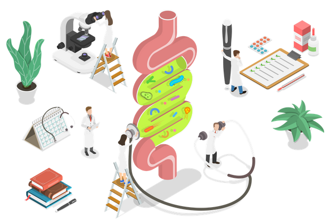 Digestive System  Illustration