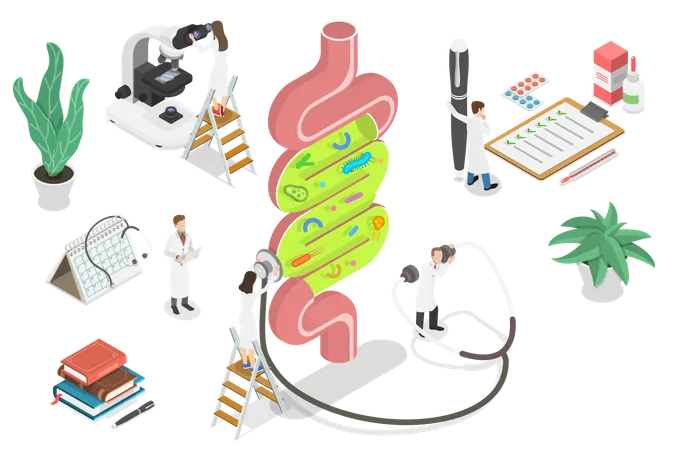 Digestive System  Illustration