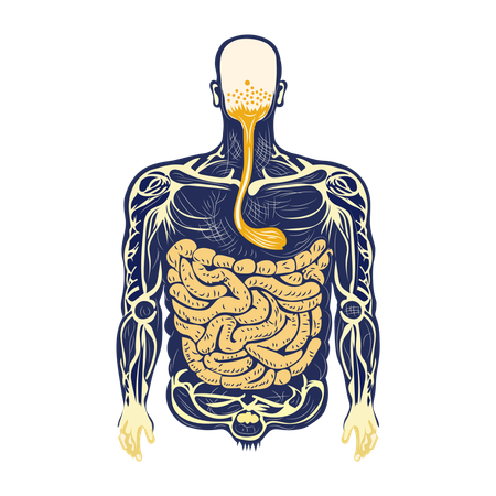 Digestive tract  Illustration