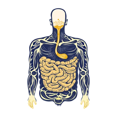 Digestive tract  Illustration