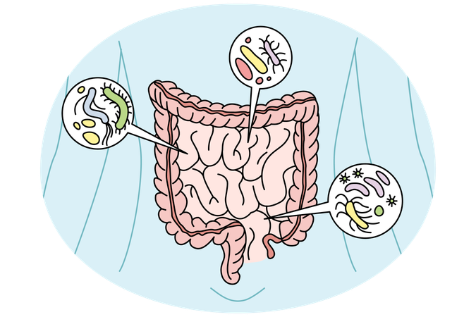 Digestive tract with bacteria inside  Illustration