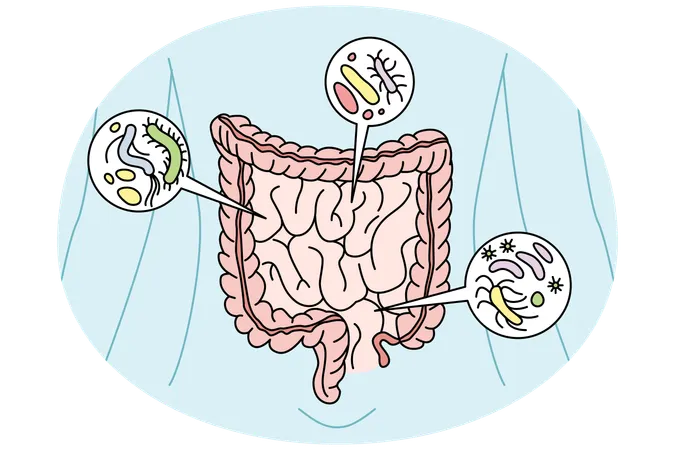 Digestive tract with bacteria inside  Illustration