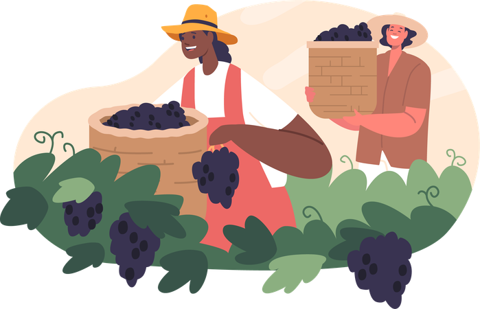 Diligent Workers Characters Labor Carefully Harvesting Ripe Grapes  イラスト