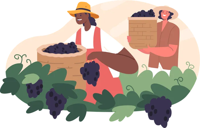 Amidst The Golden Hues Of The Vineyard Diligent Workers Characters Labor Carefully Harvesting Ripe Grapes The Air Is Filled With The Sweet Aroma Of Harvest Cartoon People Vector Illustration イラスト