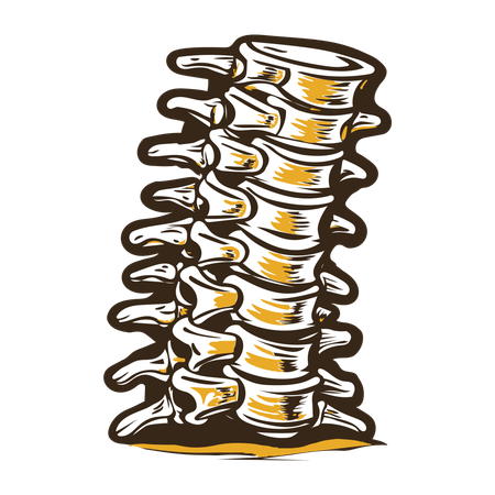 Disques intervertébraux  Illustration