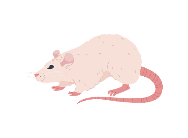 Divertida rata blanca caminando  Ilustración