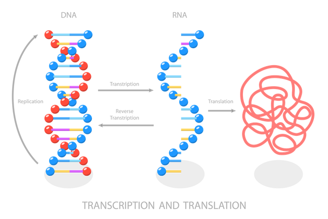 DNA Directed Synthesis of RNA  Illustration