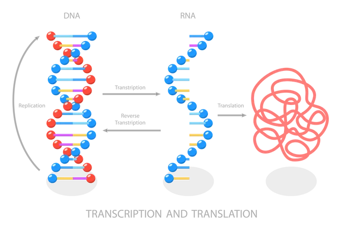 DNA Directed Synthesis of RNA  Illustration
