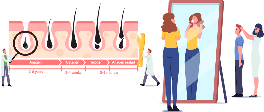 Doctor at Medicine Hair Growth and Loss Cycles  Illustration