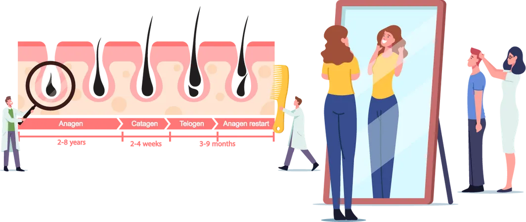 Doctor at Medicine Hair Growth and Loss Cycles  Illustration