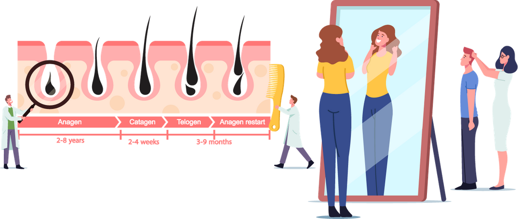Doctor at Medicine Hair Growth and Loss Cycles  Illustration
