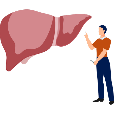 Doctor  checking human liver  Illustration