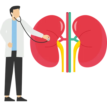 Doctors Treat Kidney Healthcare Doing Medical Research Urology And Nephrology Nephroptosis Renal Failure Pyelonephritis Diseases Kidney Stones Cystitis For Website App Banner Flyer Illustration