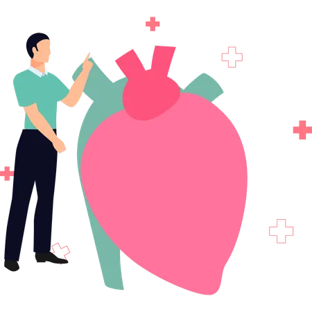 Doctor explains about heart  Illustration