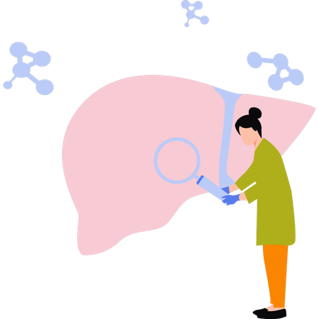 Doctor is examining the liver  Illustration