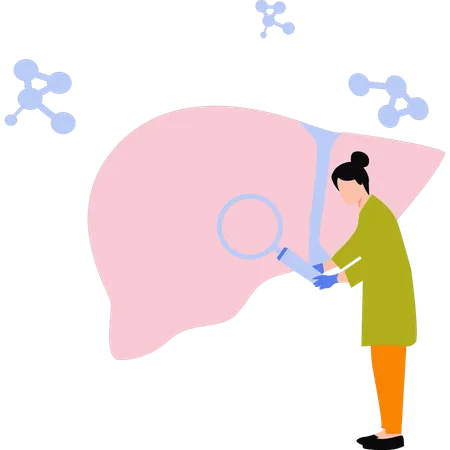 Doctor is examining the liver  Illustration