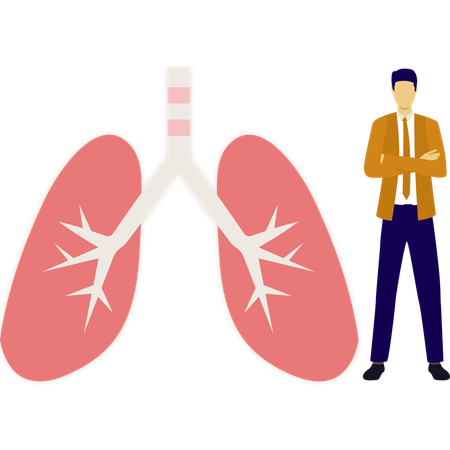 Doctor is showing healthy lungs  Illustration