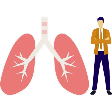 Doctor is showing healthy lungs  Illustration