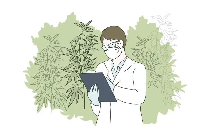 Herbal Alternative Medicine Concept A Young Man Or Guy Grows Cannabis Or Marijuana Cultivation And Checking And Analizing Hemp Plants Vector Flat Design Illustration