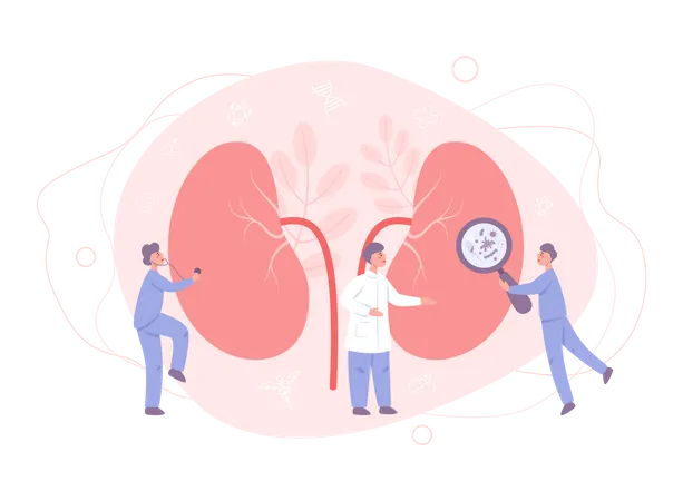 Doctor make kidney examination Illustration