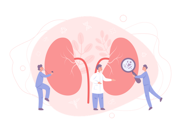 Doctor make kidney examination  Illustration