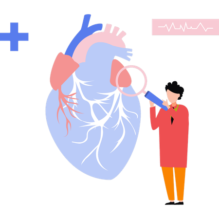 Doctor researching the heart model  Illustration