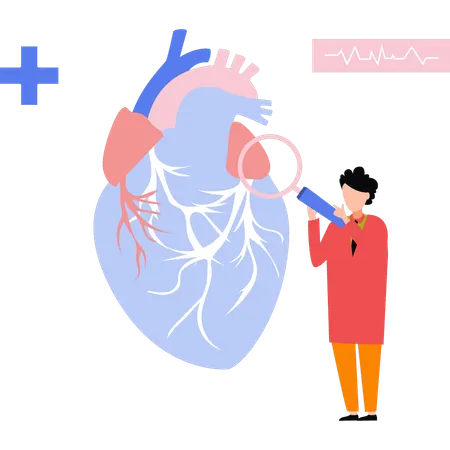 Doctor researching the heart model  Illustration