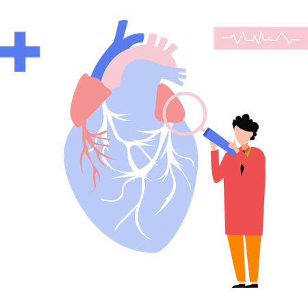 Doctor researching the heart model  イラスト