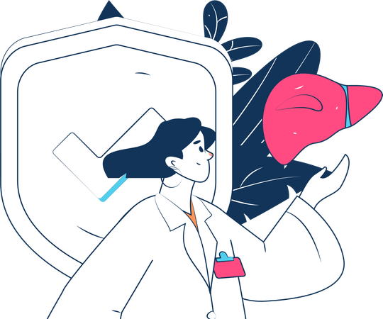 Doctor Showing Medical Insurance For Liver  Illustration