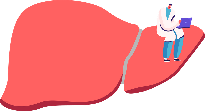 Doctor Sitting on Healthy Liver Working on Laptop  イラスト
