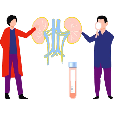 The Doctors Are Doing Kidney Tests Illustration