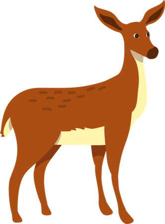 Doe  Illustration