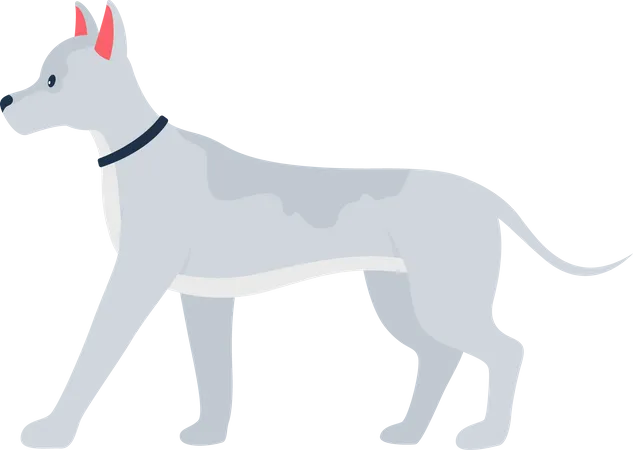Grey Dog With Prick Ears Semi Flat Color Vector Character Full Body Animal On White Adopting Pet From Shelter Isolated Modern Cartoon Style Illustration For Graphic Design And Animation Illustration