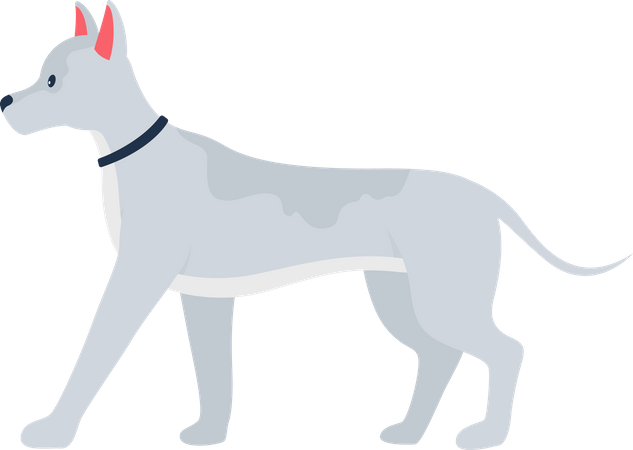 Dog  Illustration