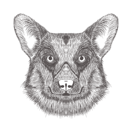 Dog  Illustration