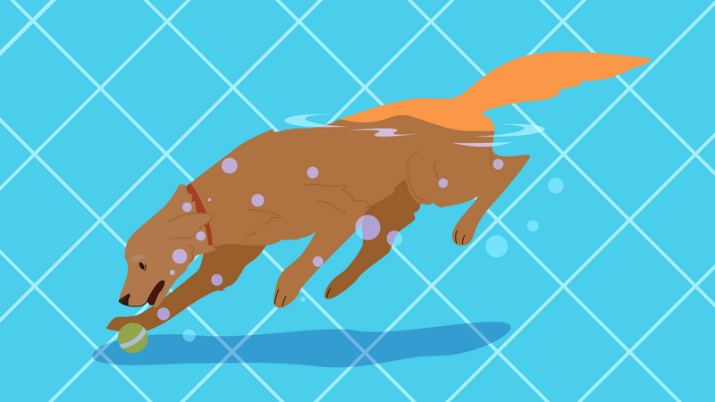 Dog Swim In Water Illustration
