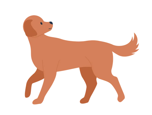 Dog walking Illustration