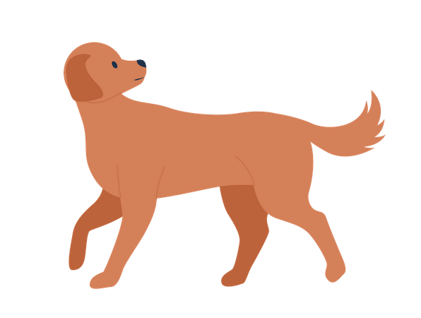 Dog walking  Illustration